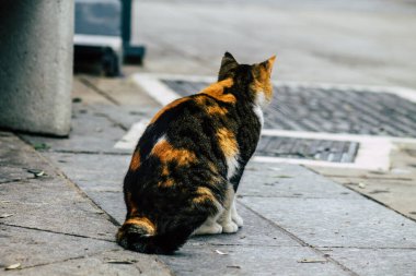 Limasol Kıbrıs 13 Mart 2020 Limasol sokaklarında yaşayan terk edilmiş evcil kedi manzarası