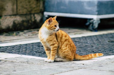 Limasol Kıbrıs 13 Mart 2020 Limasol sokaklarında yaşayan terk edilmiş evcil kedi manzarası