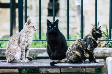 Limasol Kıbrıs 13 Mart 2020 Limasol sokaklarında yaşayan terk edilmiş evcil kedi manzarası