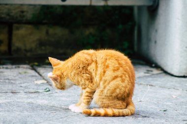 Limasol Kıbrıs 13 Mart 2020 Limasol sokaklarında yaşayan terk edilmiş evcil kedi manzarası