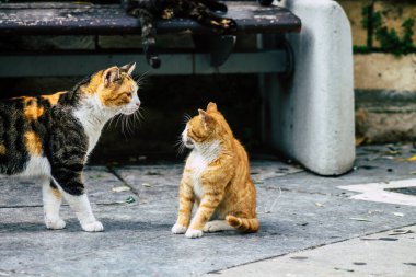 Limasol Kıbrıs 13 Mart 2020 Limasol sokaklarında yaşayan terk edilmiş evcil kedi manzarası