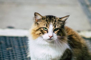 Limasol Kıbrıs 13 Mart 2020 Limasol sokaklarında yaşayan terk edilmiş evcil kedi manzarası