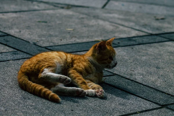 Limassolキプロス2020年3月13日Limassolの通りに住む放棄された国内猫の眺め — ストック写真