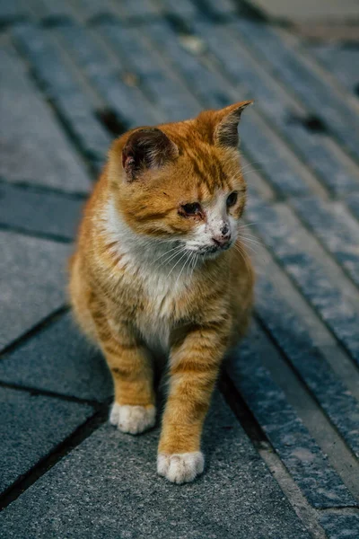 Λεμεσός Κύπρος Μαρτίου 2020 Άποψη Εγκαταλελειμμένης Οικιακής Γάτας Που Ζει — Φωτογραφία Αρχείου