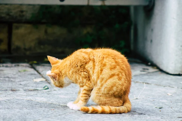 Limassol Chipre Março 2020 Vista Gato Doméstico Abandonado Que Vive — Fotografia de Stock