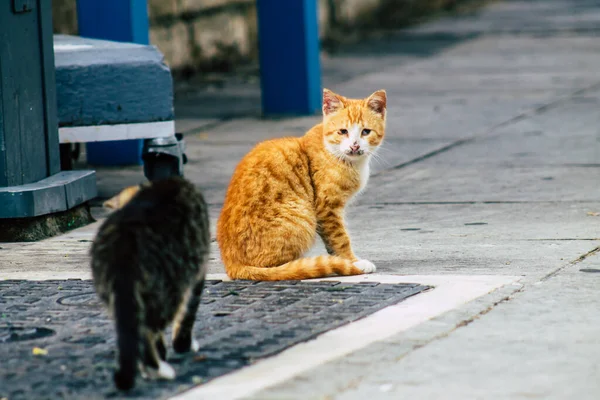 Limassol Cyprus March 2020 View Abandoned Domestic Cat Living Streets — стокове фото