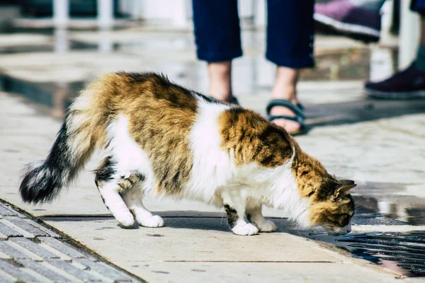 Limassol Cyprus March 2020 View Abandoned Domestic Cat Living Streets — стокове фото