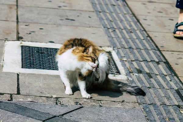 Limassol Cyprus March 2020 View Abandoned Domestic Cat Living Streets — стокове фото