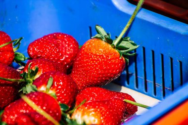 Limasol Kıbrıs Rum Kesimi 14 Mart 2020 Sabahleyin Limasol pazarında satılan çeşitli meyvelerin görüntüsü