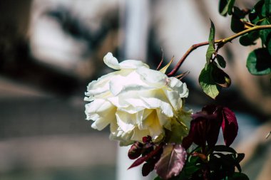 Limasol Kıbrıs Rum Kesimi 18 Mart 2020 Kıbrıs Rum Kesimi 'nin Limasol sokaklarında büyüyen çiçek manzarası