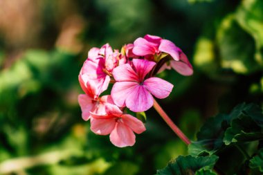 Limasol Kıbrıs Rum Kesimi 18 Mart 2020 Kıbrıs Rum Kesimi 'nin Limasol sokaklarında büyüyen çiçek manzarası