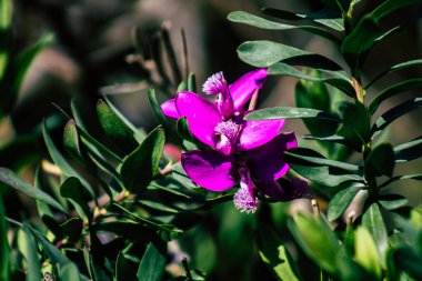 Limasol Kıbrıs Rum Kesimi 18 Mart 2020 Kıbrıs Rum Kesimi 'nin Limasol sokaklarında büyüyen çiçek manzarası