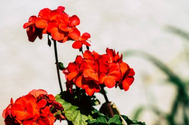 Limasol Kıbrıs Rum Kesimi 18 Mart 2020 Kıbrıs Rum Kesimi 'nin Limasol sokaklarında büyüyen çiçek manzarası