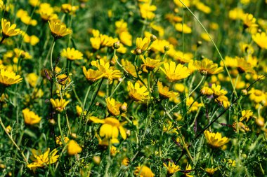 Limasol Kıbrıs Rum Kesimi 18 Mart 2020 Kıbrıs Rum Kesimi 'nin Limasol sokaklarında büyüyen çiçek manzarası