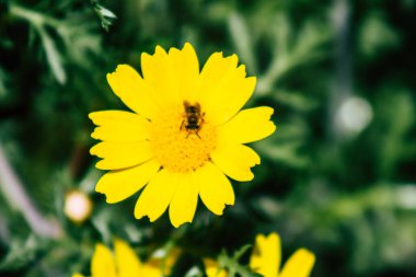 Limasol Kıbrıs Rum Kesimi 18 Mart 2020 Kıbrıs Rum Kesimi 'nin Limasol sokaklarında büyüyen çiçek manzarası