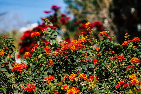 리마솔 키프로스 2020 키프로스 리마솔 거리에서 자라고 꽃들에 — 스톡 사진