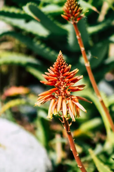 Limassol Zypern März 2020 Blick Auf Blumen Die Den Straßen — Stockfoto