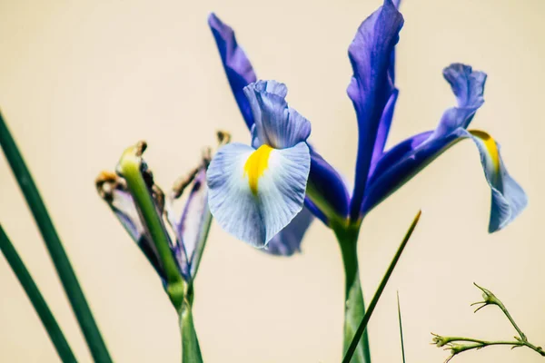 リマソルキプロス2020年3月18日キプロスのリマソルの街で成長する花の眺め — ストック写真