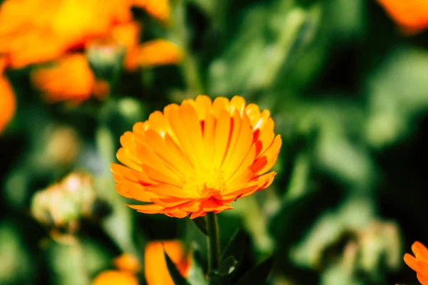 Limassol Chipre Março 2020 Vista Das Flores Que Crescem Nas — Fotografia de Stock