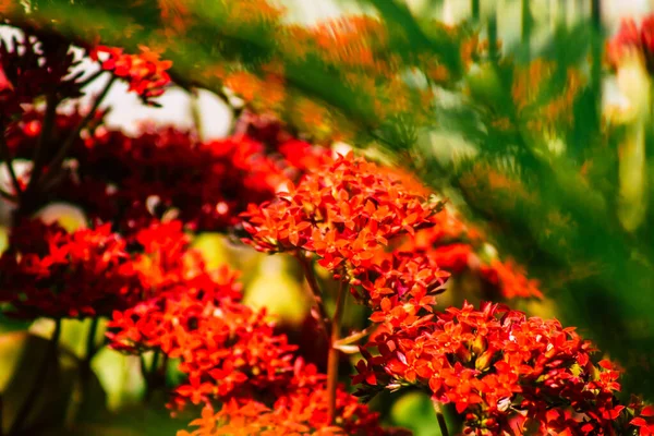 Limassol Chipre Março 2020 Vista Das Flores Que Crescem Nas — Fotografia de Stock