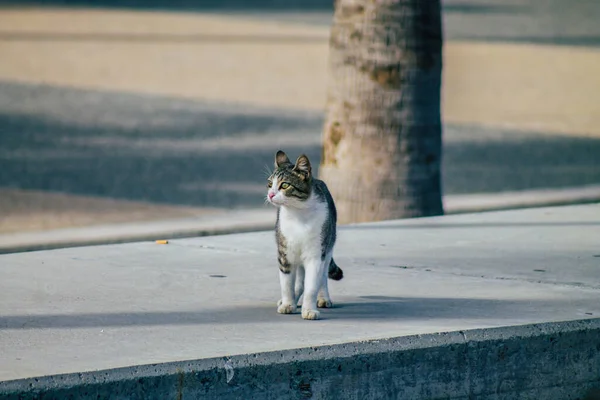 Limassol Cipro Marzo 2020 Veduta Del Gatto Domestico Abbandonato Che — Foto Stock