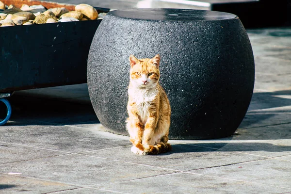리마솔 사이프러스 2020 리마솔 거리에 버려진 고양이의 — 스톡 사진