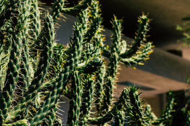 Limasol Kıbrıs 19 Mart 2020 Limasol sokaklarında büyüyen kaktüs manzarası