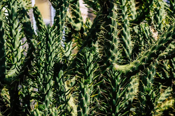 Limassol Zypern März 2020 Blick Auf Den Wachsenden Kaktus Den — Stockfoto