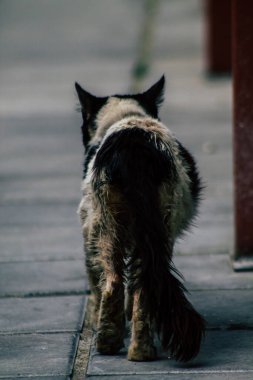 Limasol Kıbrıs Rum Kesimi 20 Mart 2020 Limasol sokaklarında yaşayan terk edilmiş evcil kedi manzarası