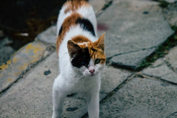 Limassol Chipre Março 2020 Vista Gato Doméstico Abandonado Que Vive — Fotografia de Stock