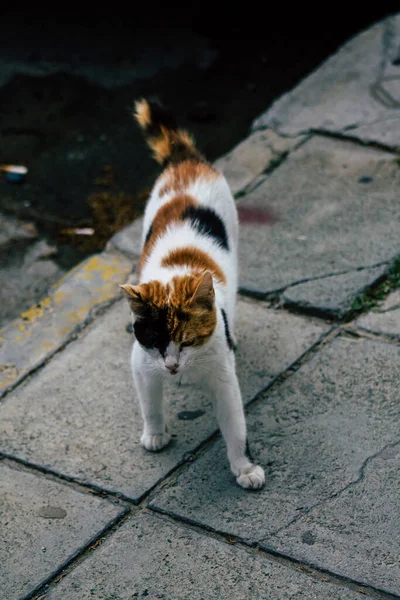 Limassol Ciprus Március 2020 View Abandoned Domestic Cat Living Streets — Stock Fotó