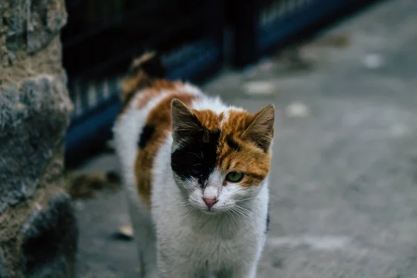 2020年3月20日看到生活在利马索尔街头的被遗弃的家猫 — 图库照片