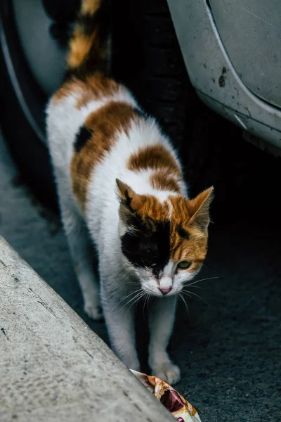 Limassol Chipre Março 2020 Vista Gato Doméstico Abandonado Que Vive — Fotografia de Stock