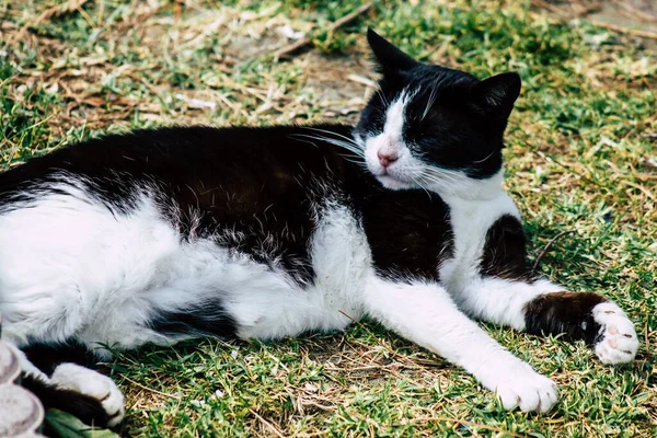 Limassol Chipre Março 2020 Vista Gato Doméstico Abandonado Que Vive — Fotografia de Stock