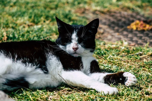 Limassol Chipre Marzo 2020 Vista Del Gato Doméstico Abandonado Que — Foto de Stock