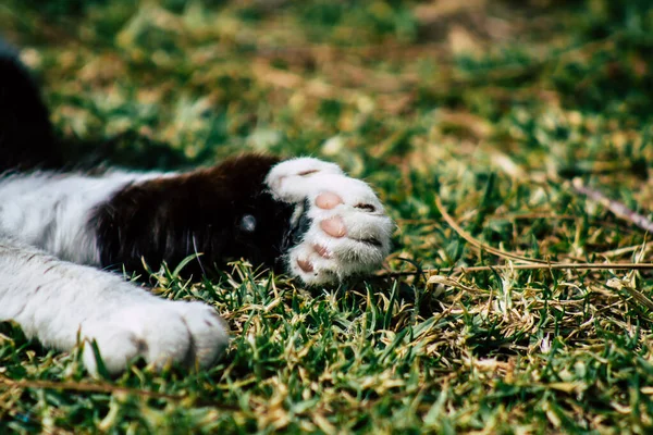 Limassol Chypre Mars 2020 Vue Chat Domestique Abandonné Vivant Dans — Photo