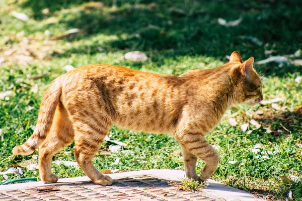Лимассол Кипр Марта 2020 Вид Брошенной Домашней Кошки Живущей Улицах — стоковое фото