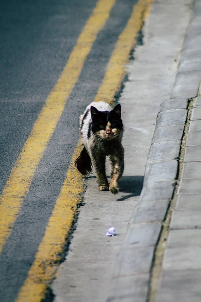 Limassol Cyprus March 2020 View Abandoned Domestic Cat Living Streets — Stock Photo, Image