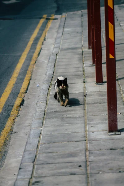 Limassol Cipro Marzo 2020 Veduta Del Gatto Domestico Abbandonato Che — Foto Stock