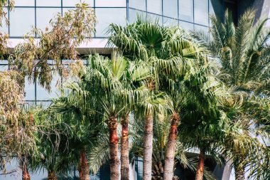 Limasol Kıbrıs Rum Kesimi 20 Mart 2020 Kıbrıs 'ta Limasol sokaklarında büyüyen bir palmiye ağacının görüntüsü