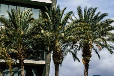 Limasol Kıbrıs Rum Kesimi 20 Mart 2020 Kıbrıs 'ta Limasol sokaklarında büyüyen bir palmiye ağacının görüntüsü