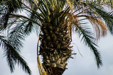 Limasol Kıbrıs Rum Kesimi 20 Mart 2020 Kıbrıs 'ta Limasol sokaklarında büyüyen bir palmiye ağacının görüntüsü