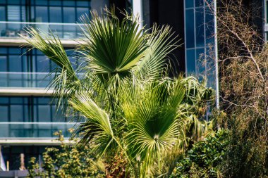 Limasol Kıbrıs Rum Kesimi 20 Mart 2020 Kıbrıs 'ta Limasol sokaklarında büyüyen bir palmiye ağacının görüntüsü