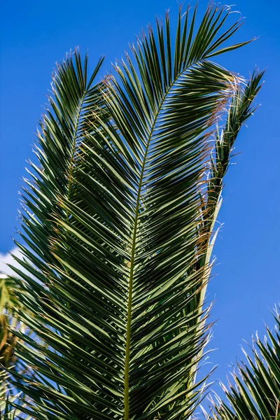 Limassol Cyprus March 2020 View Palm Tree Growing Streets Limassol — Stock Photo, Image