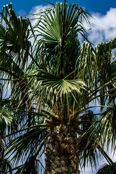 Limassol Cypern Mars 2020 Utsikt Över Palm Växer Gatorna Limassol — Stockfoto