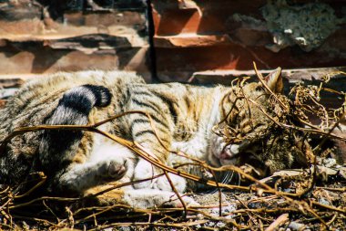 Kıbrıs Rum Kesimi 24 Mart 2020 Kıbrıs Rum Kesimi 'nde Limasol sokaklarında yaşayan terk edilmiş evcil kedinin görüntüsü