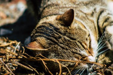 Kıbrıs Rum Kesimi 24 Mart 2020 Kıbrıs Rum Kesimi 'nde Limasol sokaklarında yaşayan terk edilmiş evcil kedinin görüntüsü