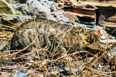 Kıbrıs Rum Kesimi 24 Mart 2020 Kıbrıs Rum Kesimi 'nde Limasol sokaklarında yaşayan terk edilmiş evcil kedinin görüntüsü