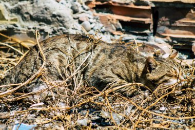 Kıbrıs Rum Kesimi 24 Mart 2020 Kıbrıs Rum Kesimi 'nde Limasol sokaklarında yaşayan terk edilmiş evcil kedinin görüntüsü