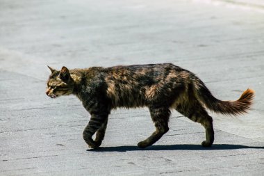 Kıbrıs Rum Kesimi 24 Mart 2020 Kıbrıs Rum Kesimi 'nde Limasol sokaklarında yaşayan terk edilmiş evcil kedinin görüntüsü
